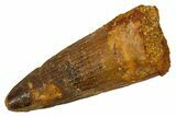 Fossil Spinosaurus Tooth - Real Dinosaur Tooth #324837-1